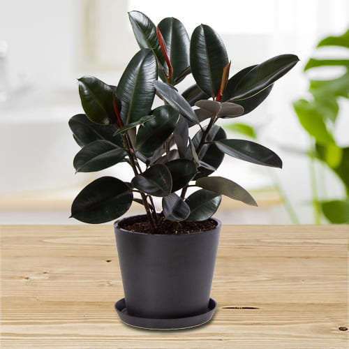 Marvelous Rubber Plant in Plastic Pot to India | Free Shipping