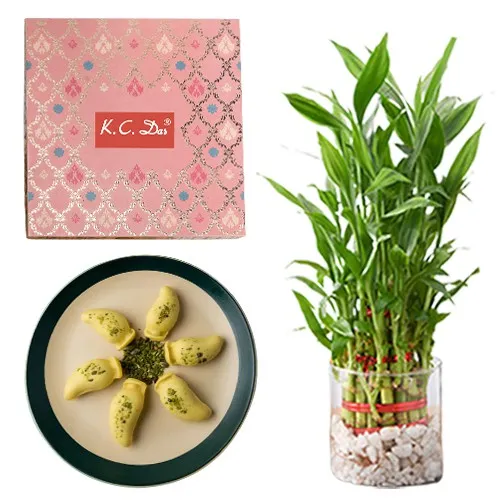 Buy Jade and Lucky Bamboo Plant Hamper - Order Plants Online - OyeGifts